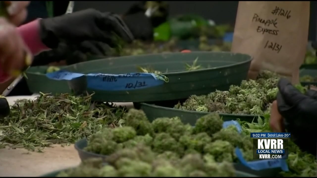 Minnesota House Ag Committee Approves Cannabis Legalization Bill - KVRR ...