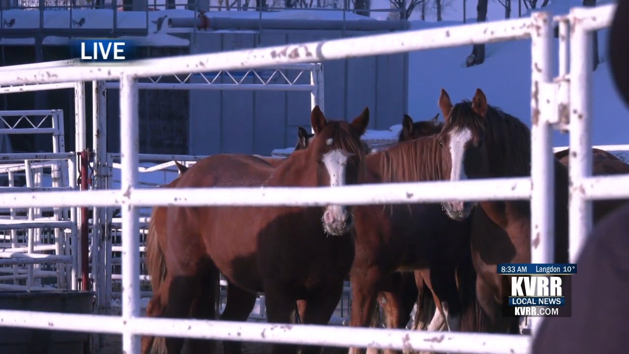 LIVE PRCA Championship Rodeo Rides Into Fargo KVRR Local News