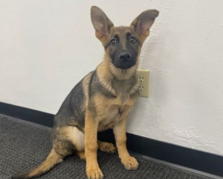 Coyote German Shepherd Mix Puppies