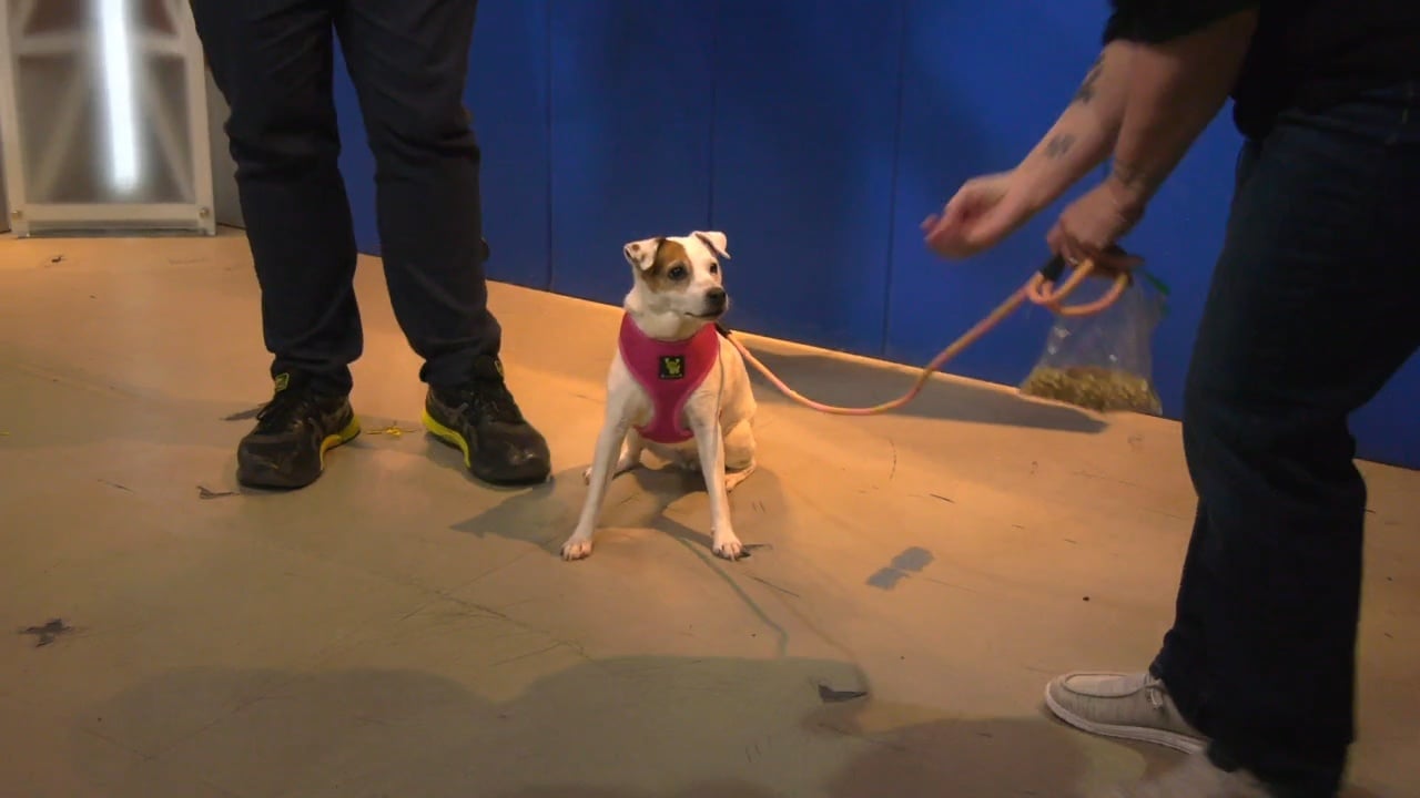 Pet Connection: Meet Nyx - KVRR Local News