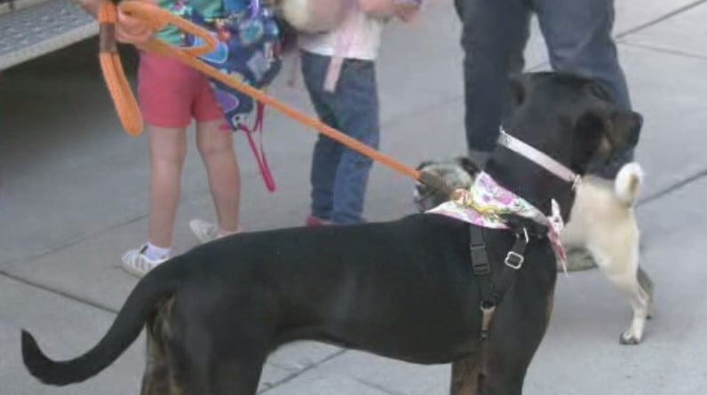 Mutt March 062823