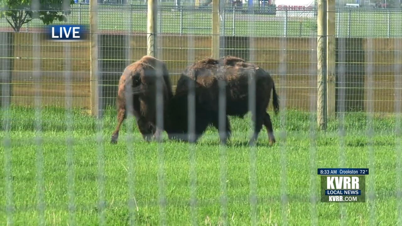 LIVE: Pride of the Prairie Zoo Exhibit Opens - KVRR Local News