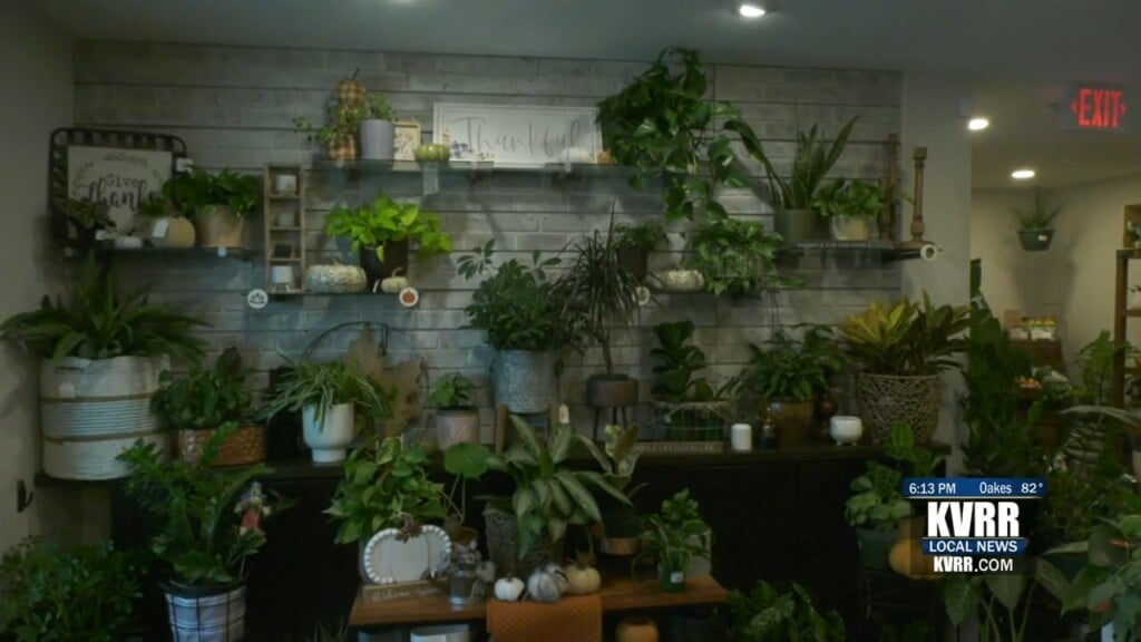Plants