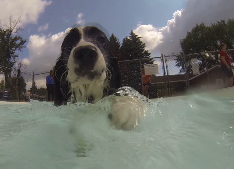 Doggie 081423