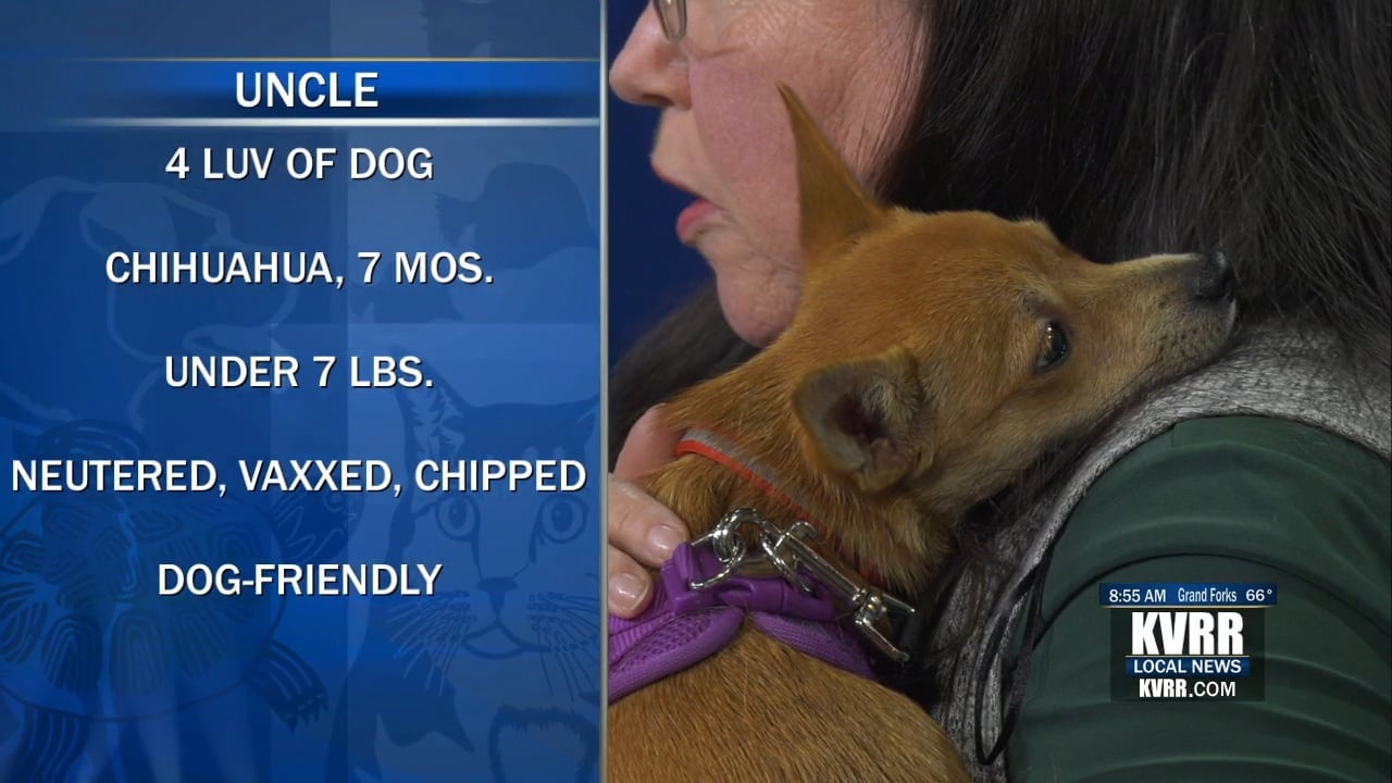 LIVE: Pet Connection: Meet Uncle - KVRR Local News