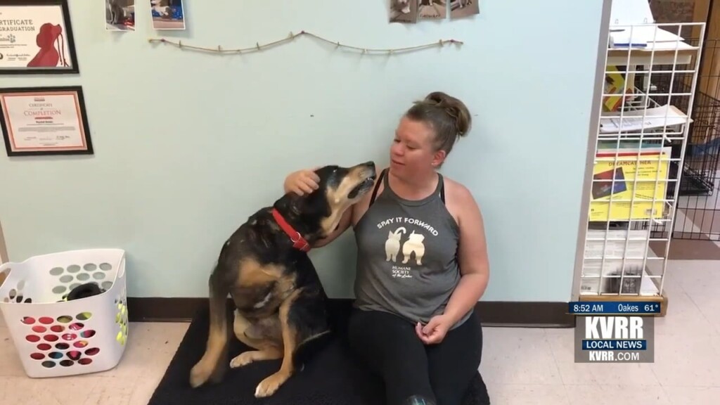 Pet Connection