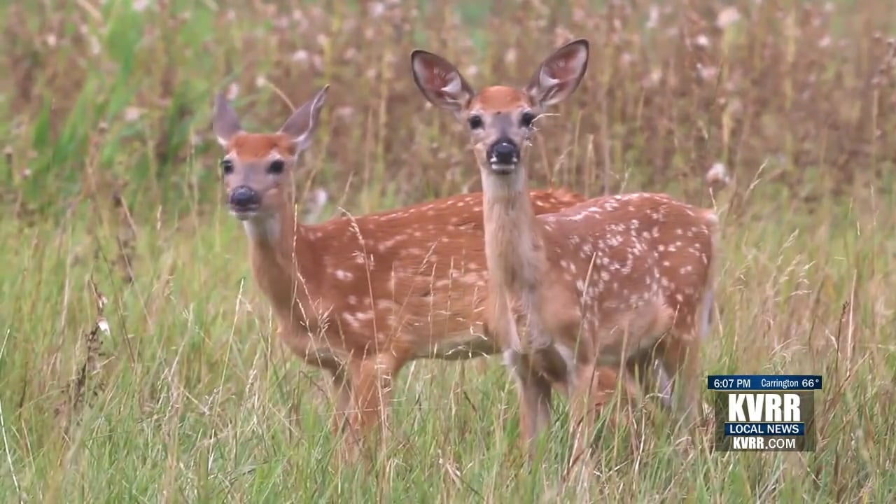 North Dakota Game and Fish Asking for help during Bow Deer Hunting Season – KVRR Local News
