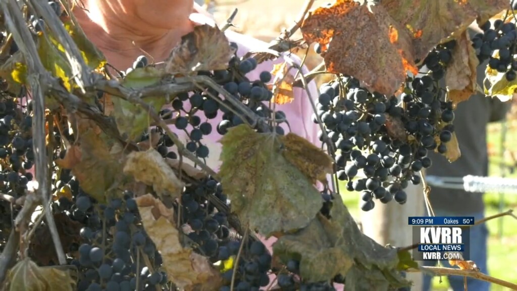 Grapes