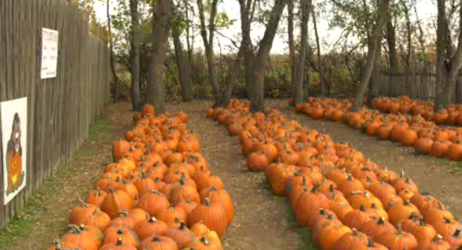 Fargo pumpkin patch is changing how people experience the fall season