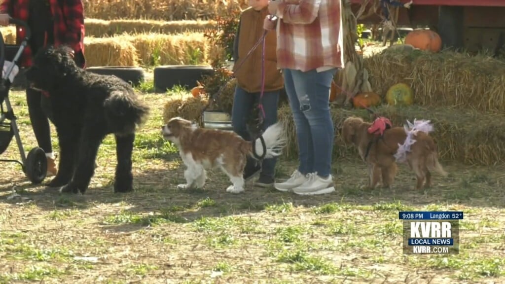 Maze Dogs