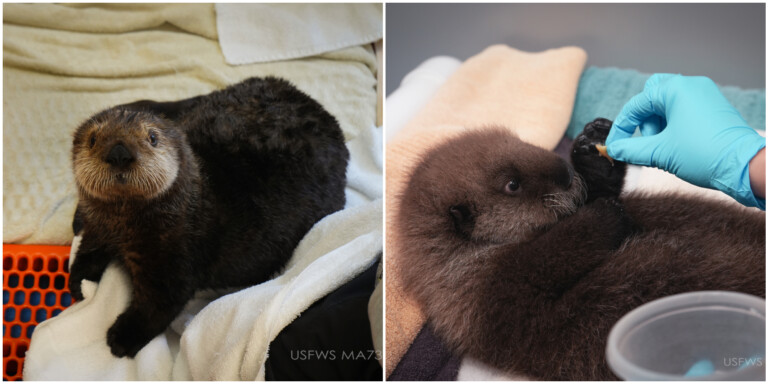 Denali Luka