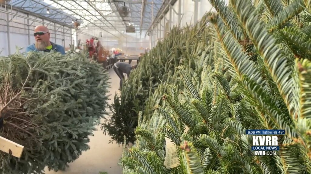 Trees