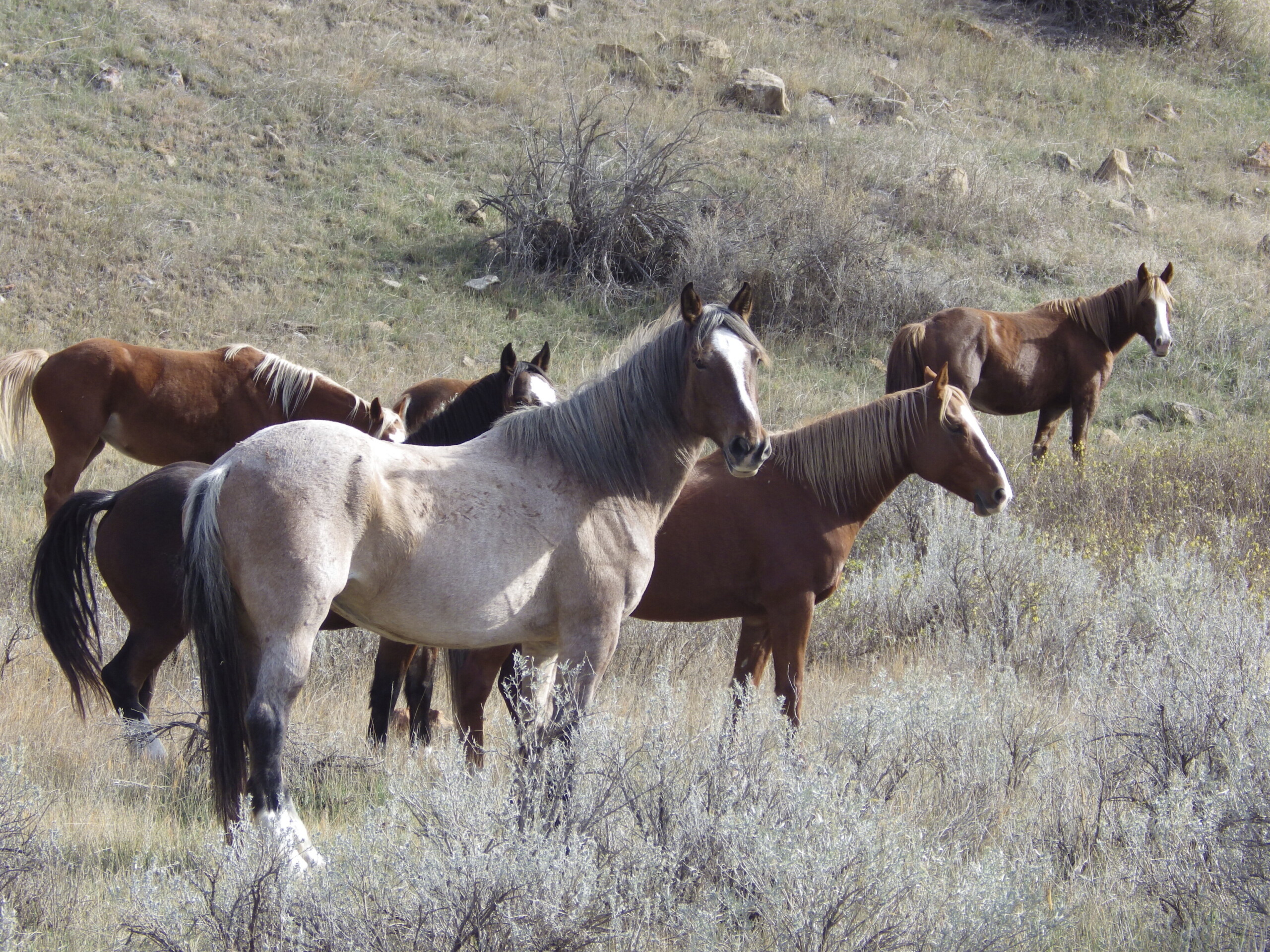 Decision on the future of wild horses in a North Dakota national