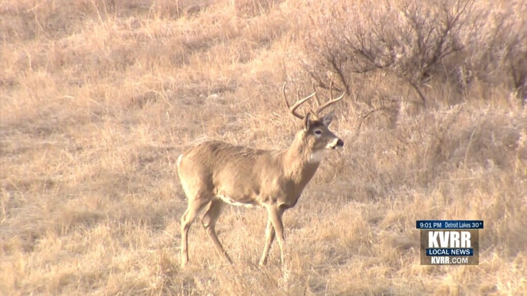 Deer