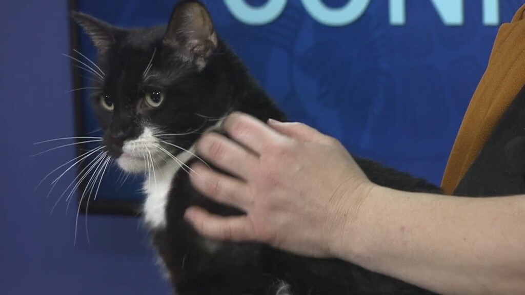 Pet Connection