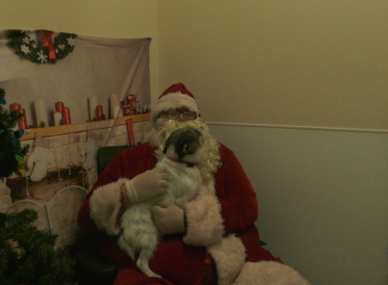 Santadog
