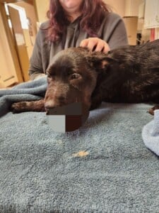 Mhd Police Puppy