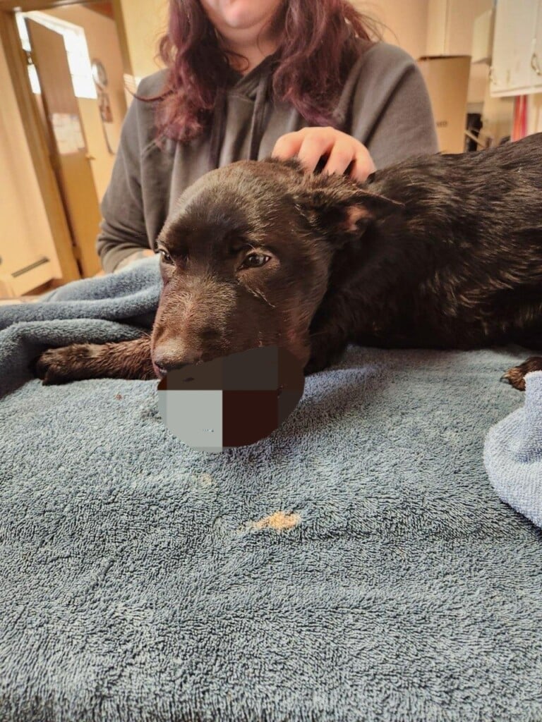 Mhd Police Puppy