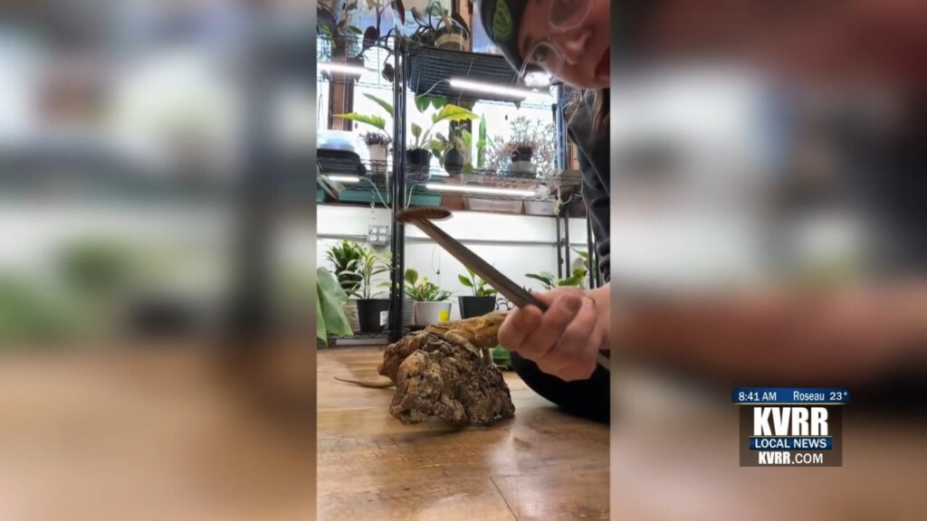 Kritter Krazy Cockroach