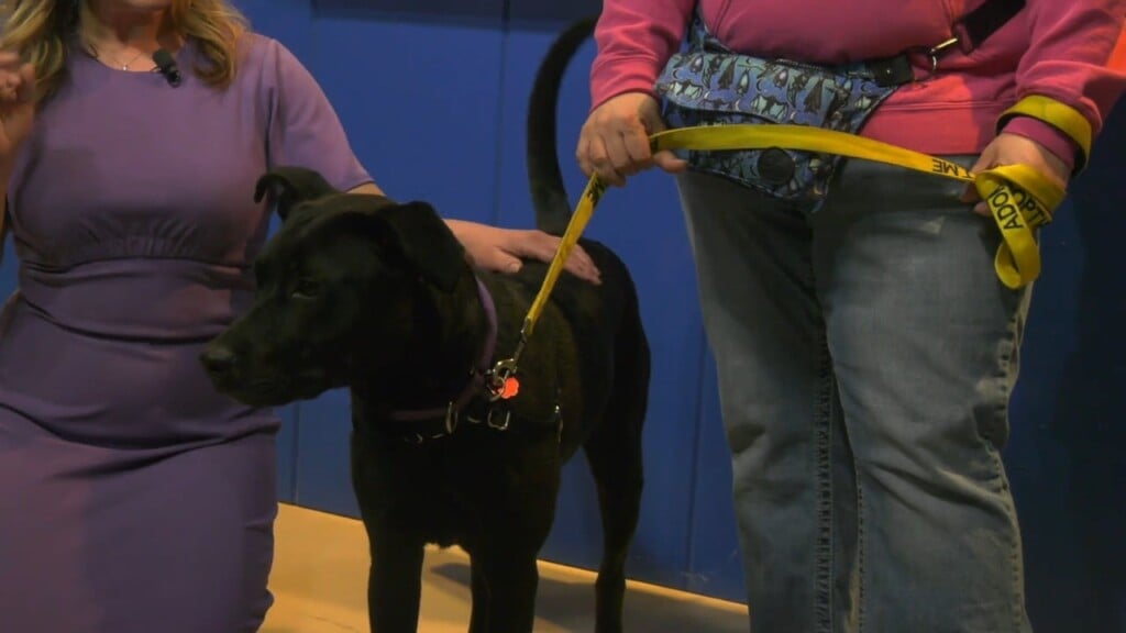 Pet Connection