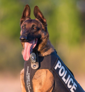 K9 Max 030424
