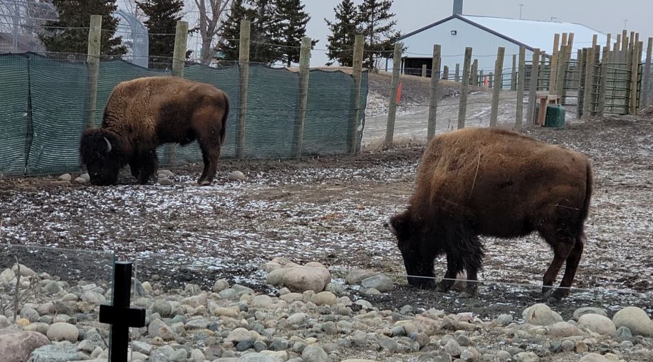 Zoobison
