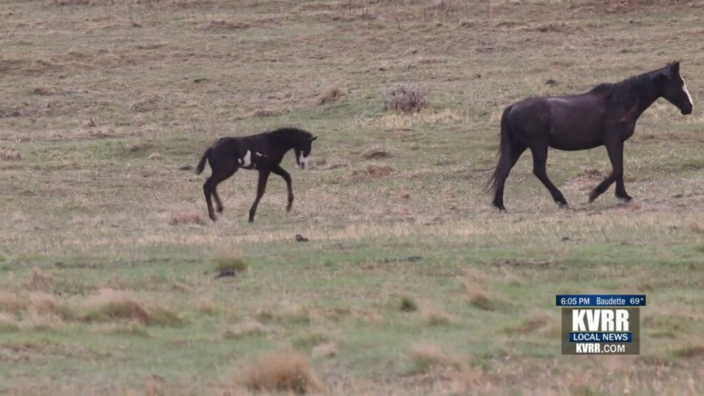 Horses