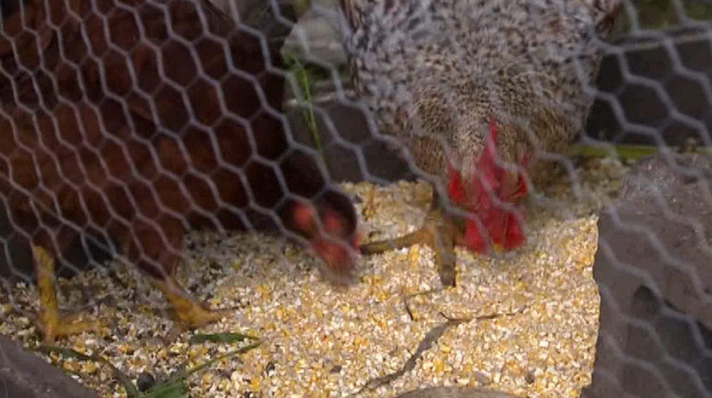 Chickens 040124
