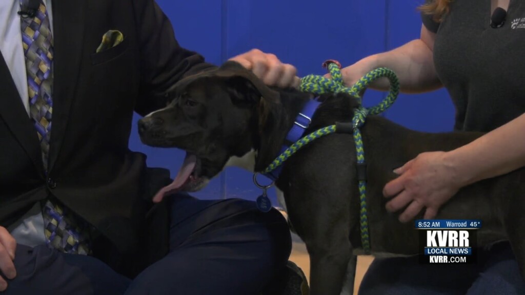 Pet Connection Gemma