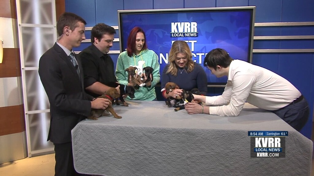Puppies