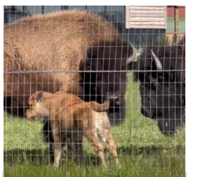 Baby Bison 061224