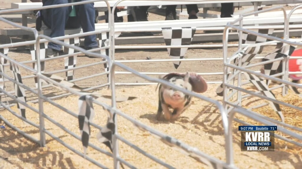 Pig Races