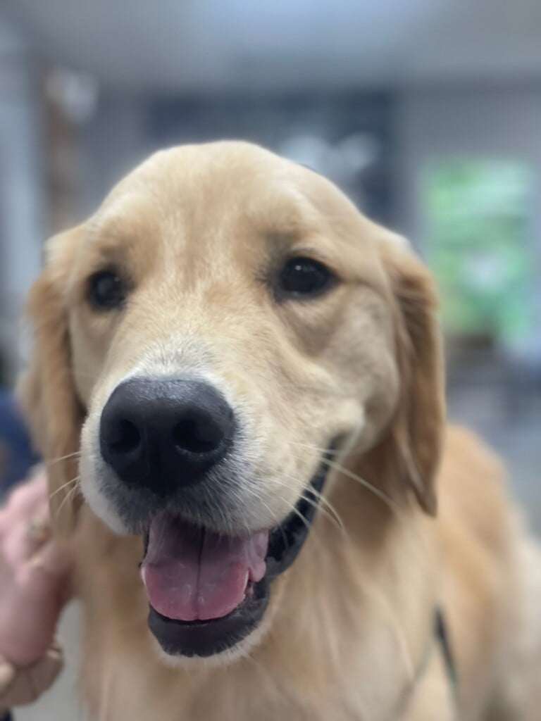 Fox The Sanford Fargo Facility Dog