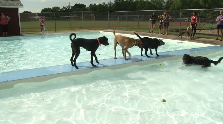 Doggy Dip Pool