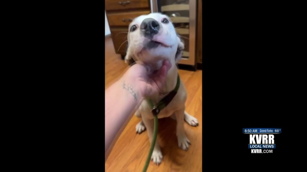 Pet Connection