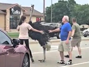 Sioux Falls Ostrich