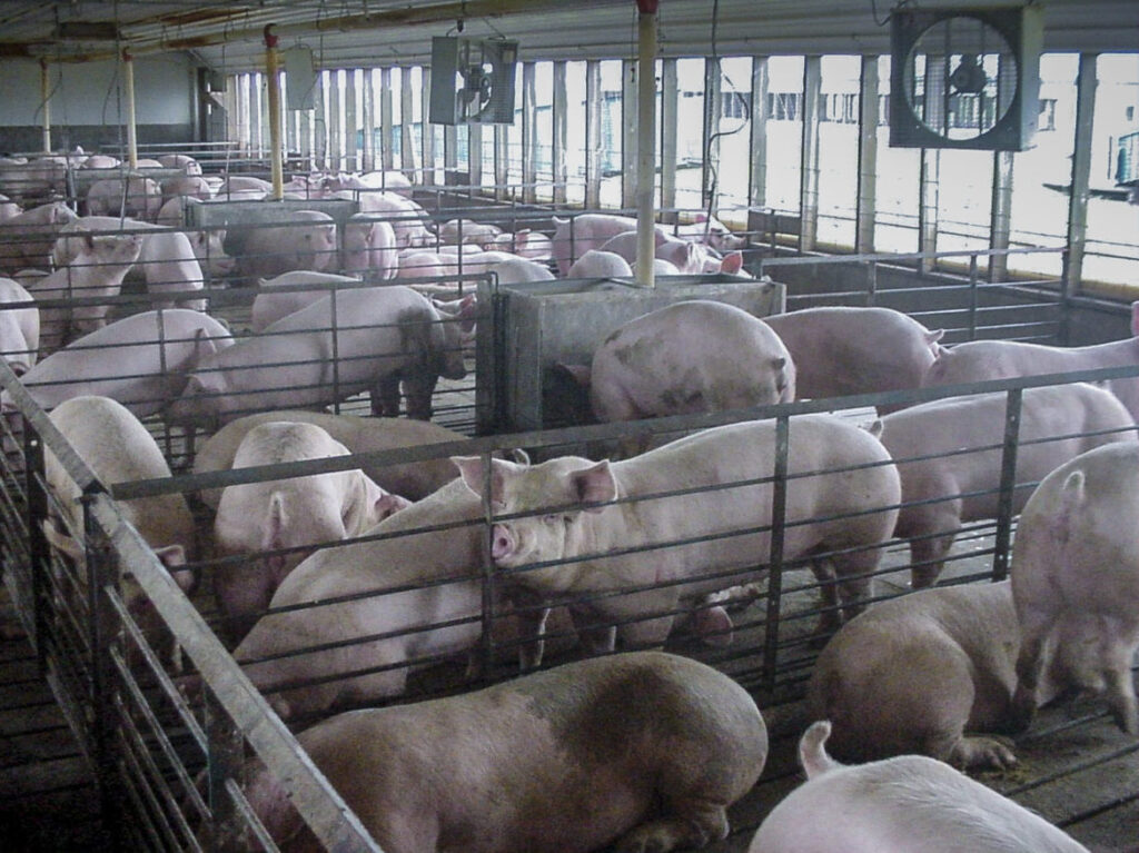 A Typical Pen Format For Swine In Many Iowa Animal Feeding Operations