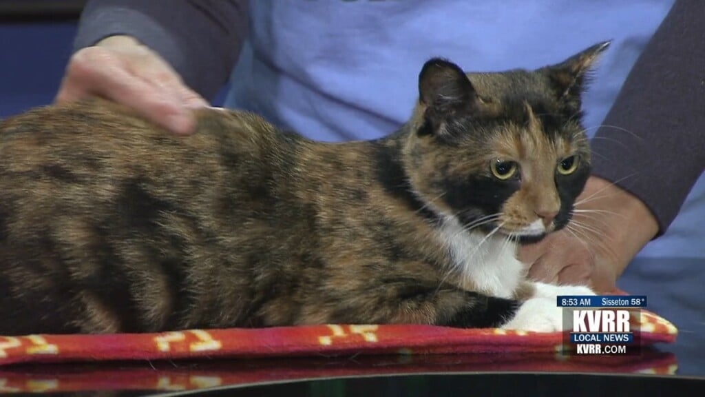 LIVE Pet Connection Meet Sasha KVRR Local News