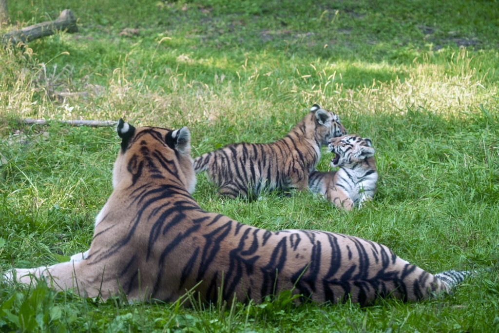 Rare Amur tiger cubs debut at Minnesota Zoo - KVRR Local News