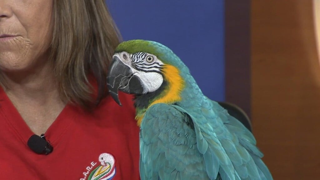 Bird Rescue