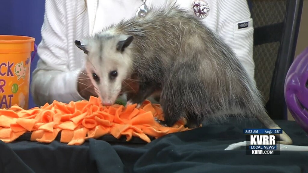 Opossum!!!!!