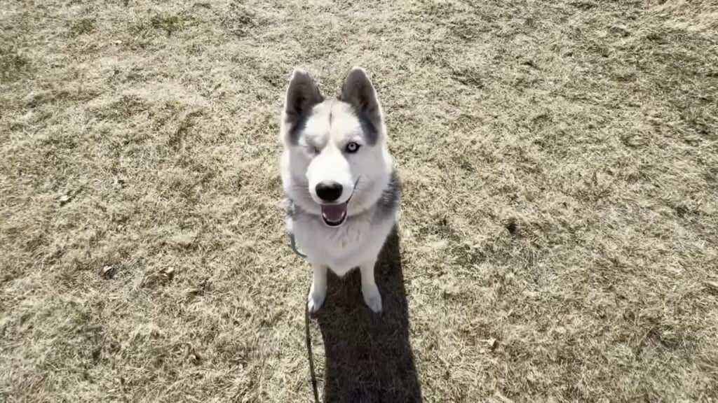 Pet Connection