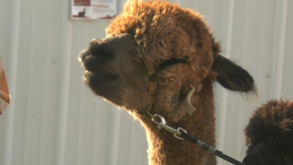 Alpacas