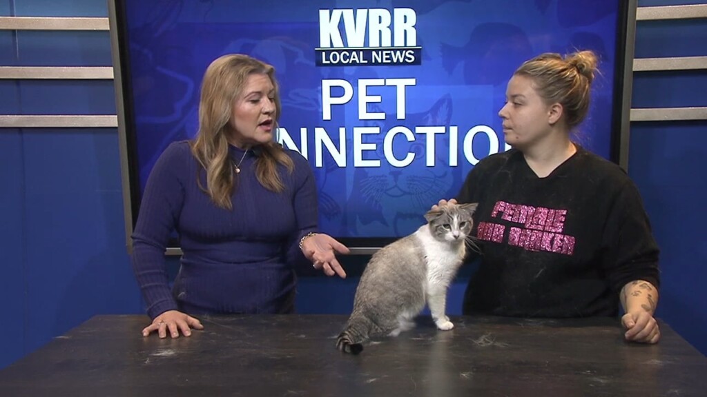 Pet Connection