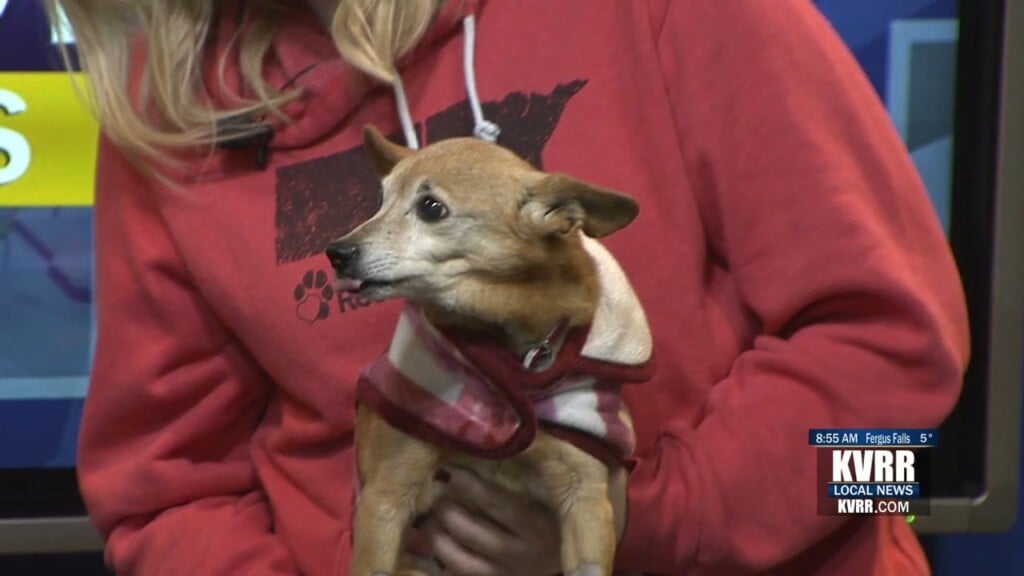Pet Connection
