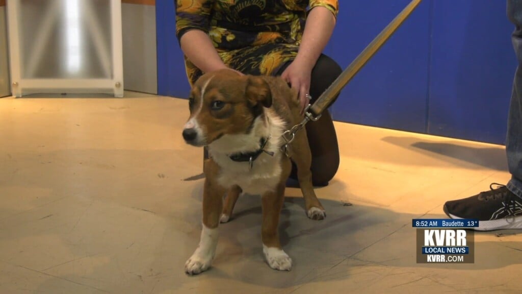 Pet Connection