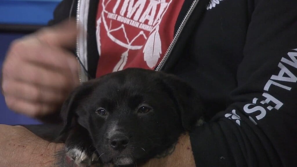 Pet Connection