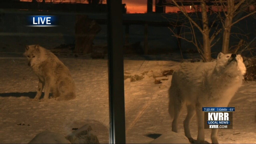 Wolf Poops