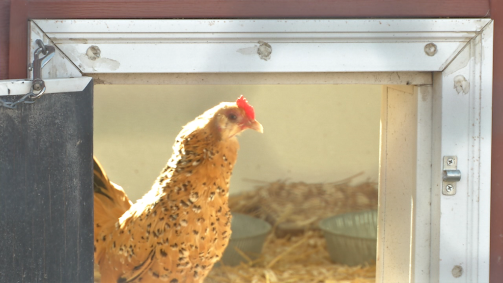 Chickens