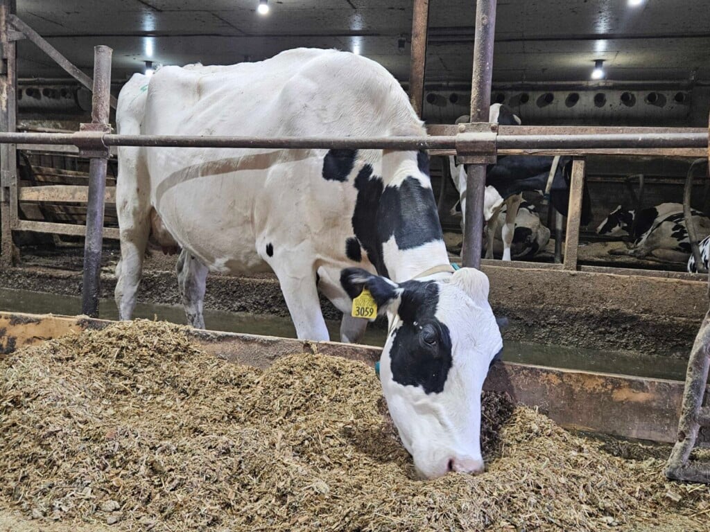 Ndsu Dairy 1 1536x1152